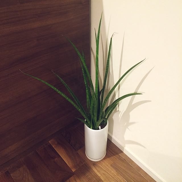 noriさんの実例写真