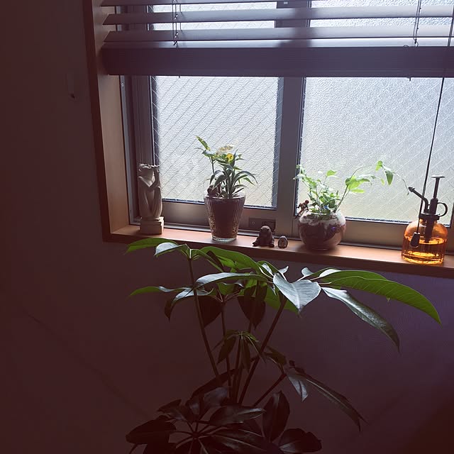 shihoさんの実例写真