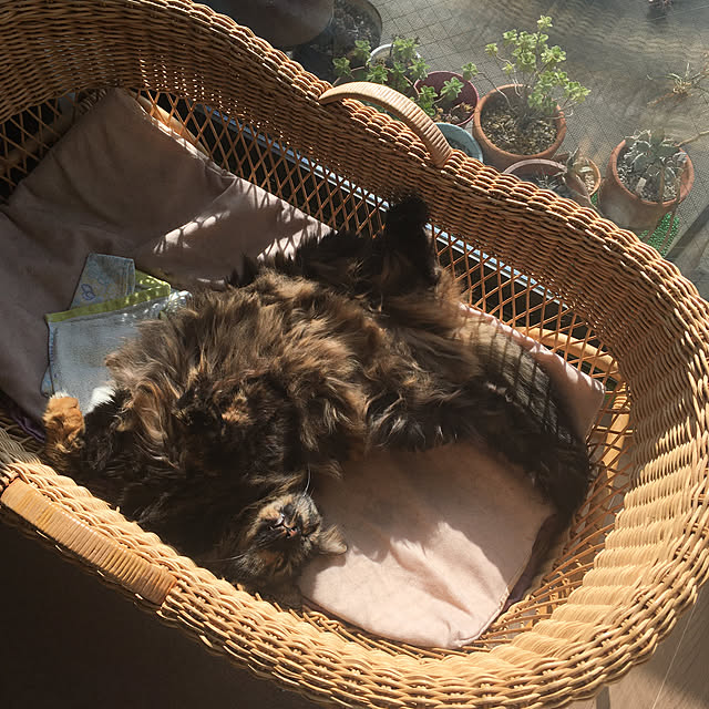 mikomaruさんの実例写真
