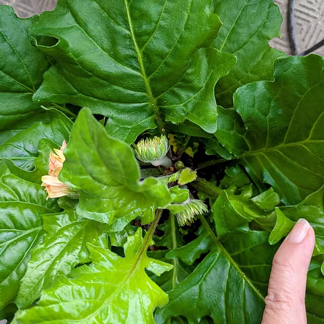 mi-saさんの部屋