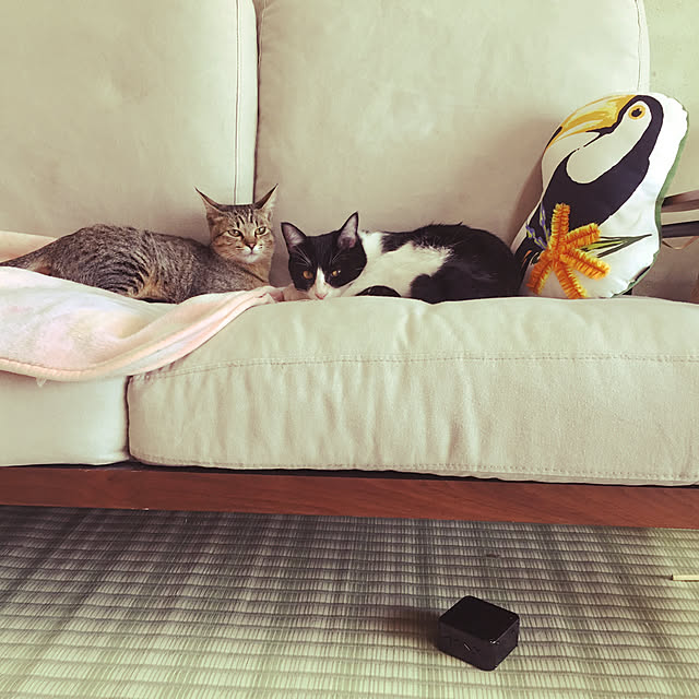 1914catsさんの実例写真