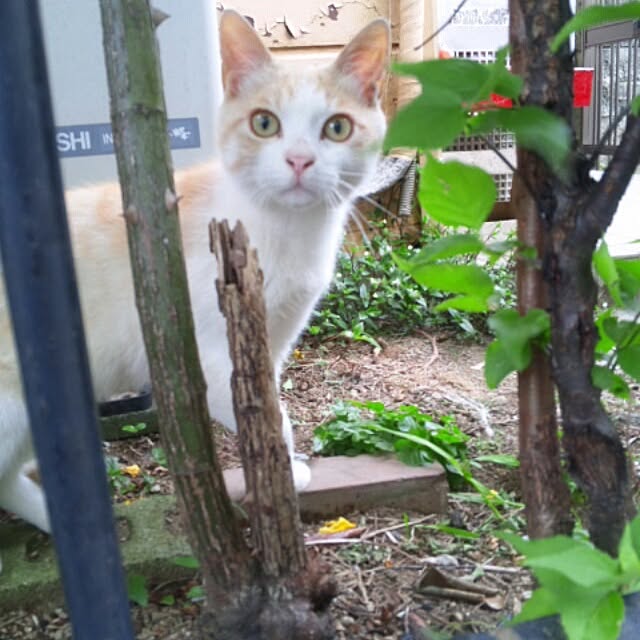 nikさんの実例写真