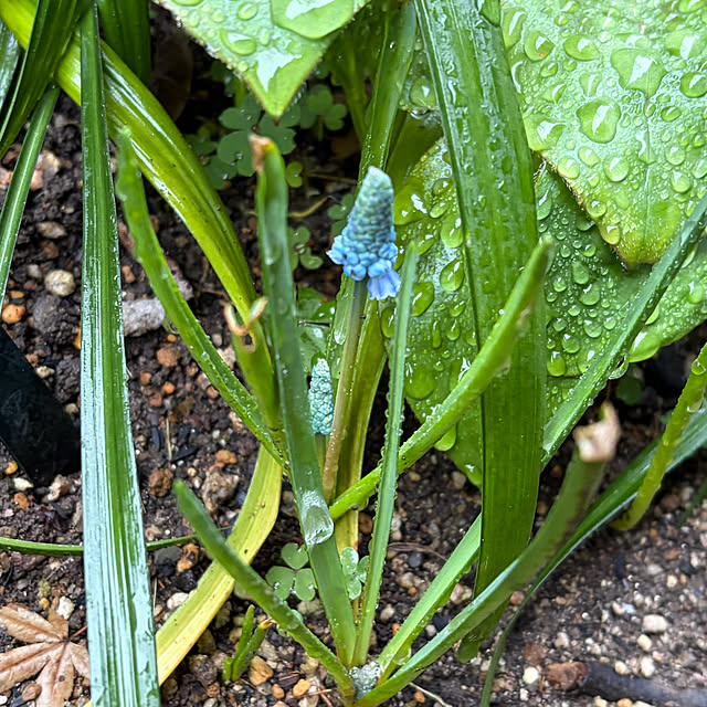 buchiさんの部屋