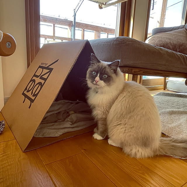 springさんの実例写真