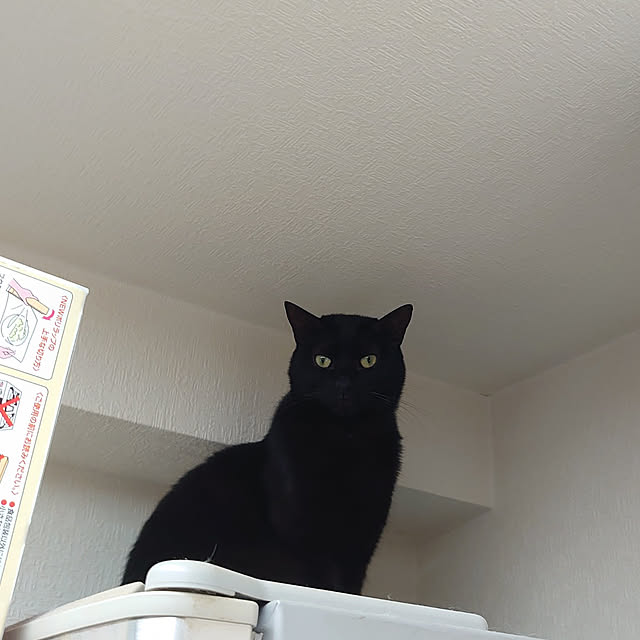 キッチン/保護猫と暮らす/ねこ/黒猫/多頭飼い...などのインテリア実例 - 2022-04-02 22:25:48