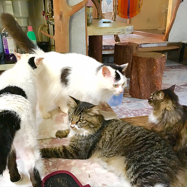 実例写真