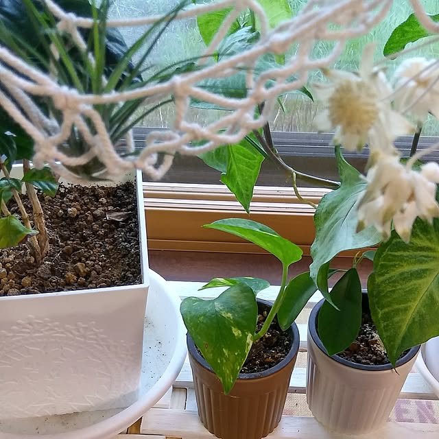 annさんの実例写真