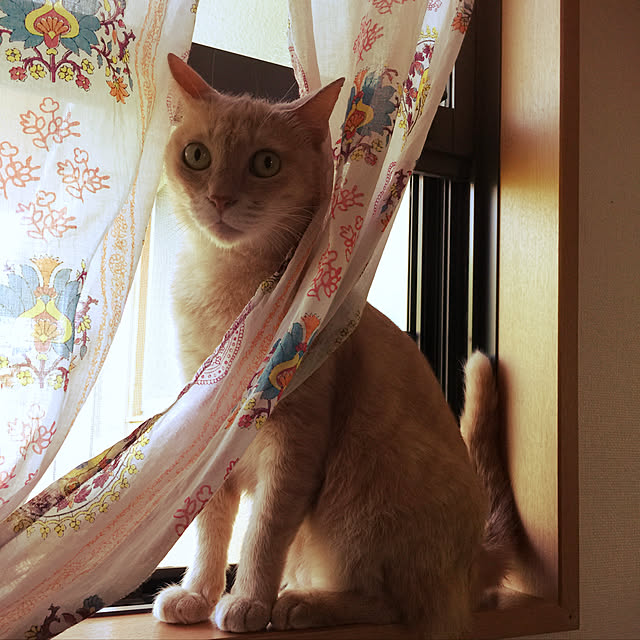 mikan161さんの実例写真
