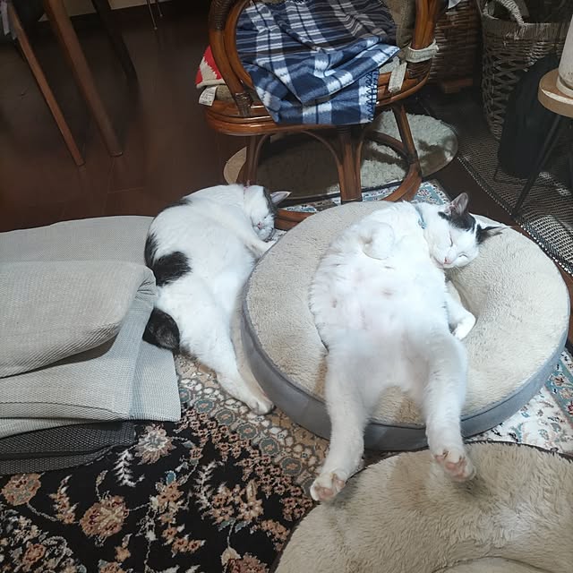 yuuさんの実例写真