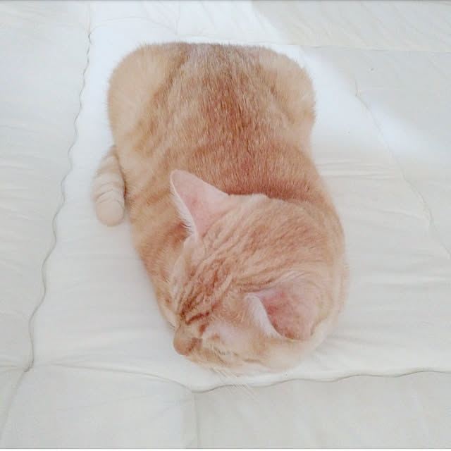heart.emiemi57.whiteさんの実例写真