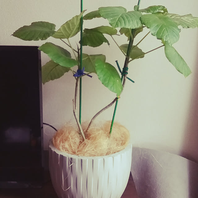 melonさんの実例写真