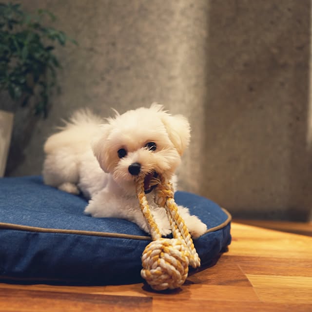 taka55さんの実例写真