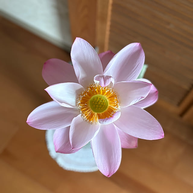 maayaさんの部屋