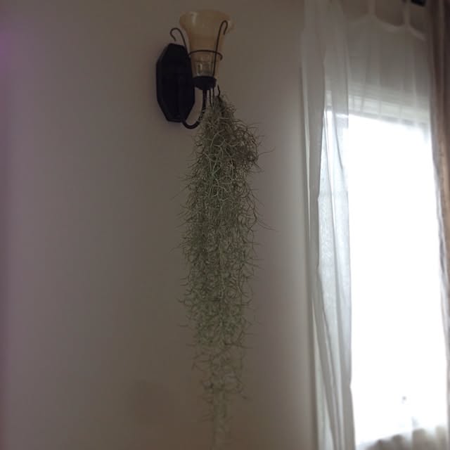 Nanaさんの実例写真