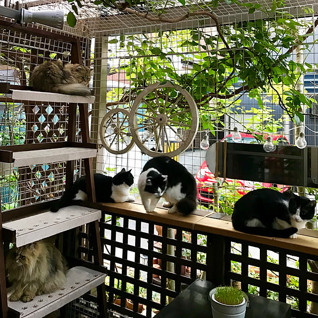 butachanさんの実例写真