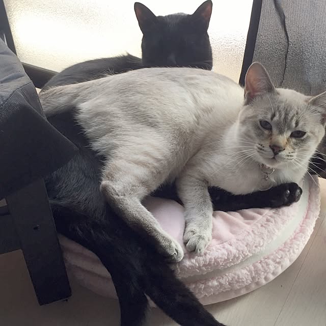 KATE666さんの実例写真