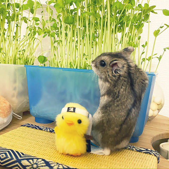ohanaさんの実例写真