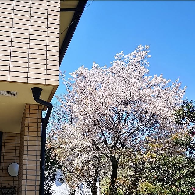 ku-garnet18さんの部屋
