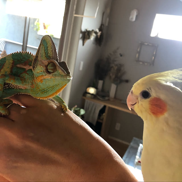 moneneさんの実例写真