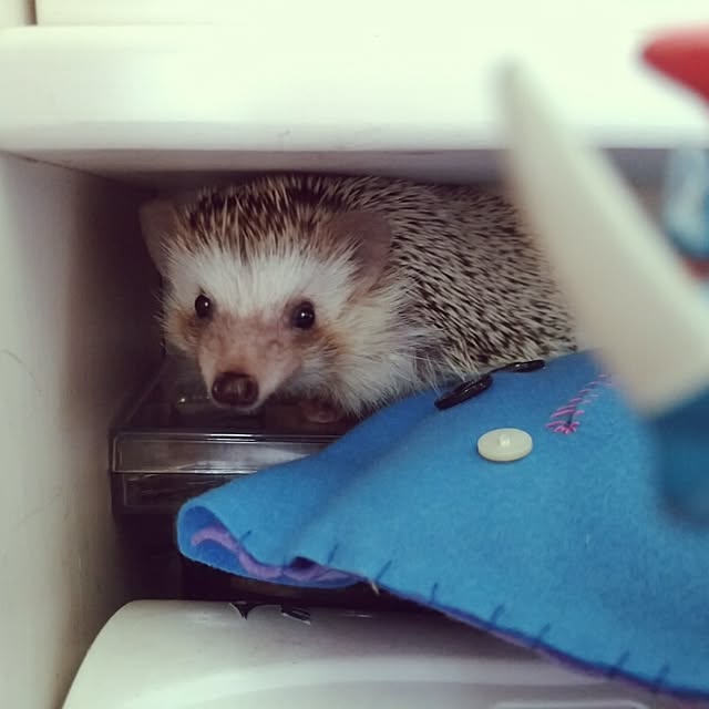 kuruさんの実例写真