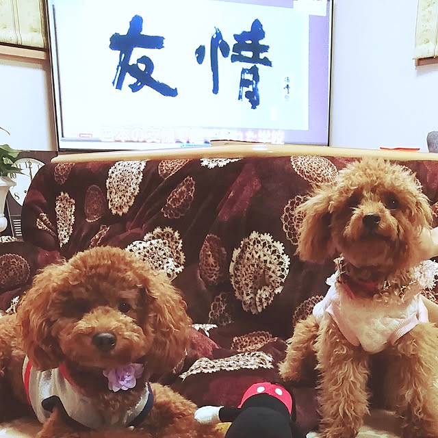 satochiさんの実例写真