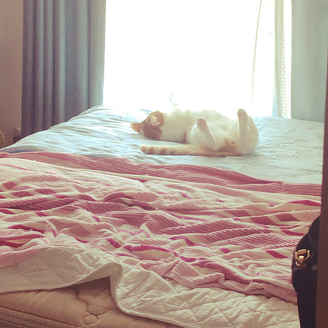 chierilさんの実例写真
