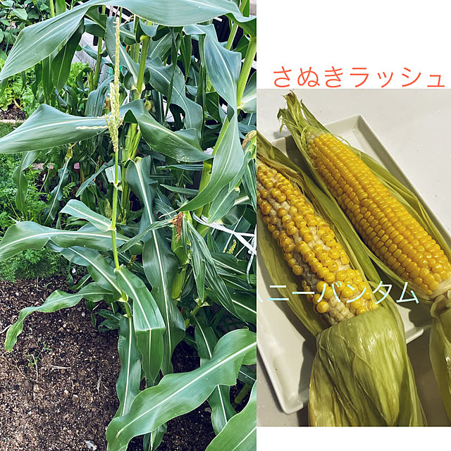 seiさんの実例写真
