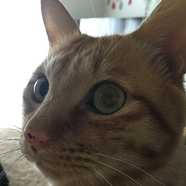 kinokoさんの実例写真