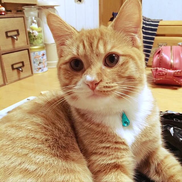 CATさんの実例写真