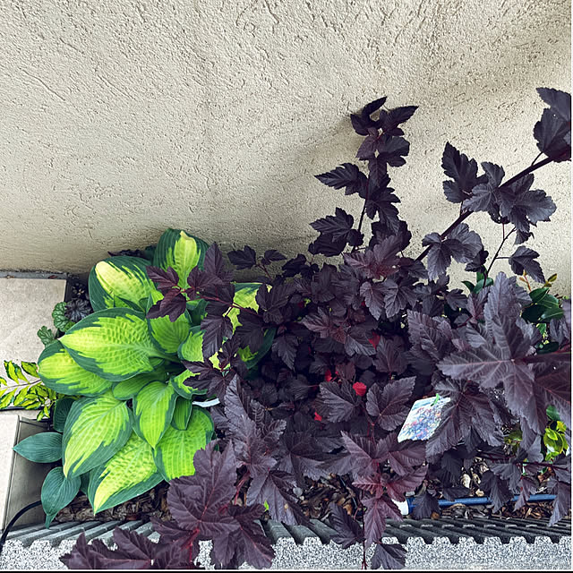 yukarin-gardenさんの部屋