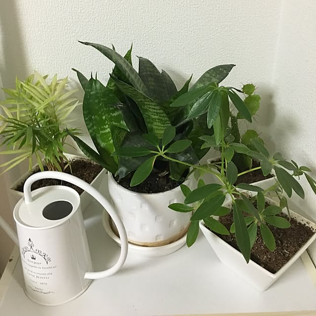 Ayamagakireiさんの実例写真
