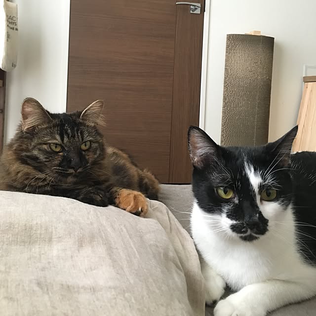 mikomaruさんの実例写真