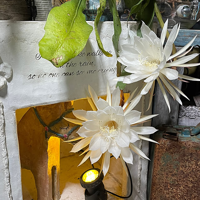 calmeさんの部屋