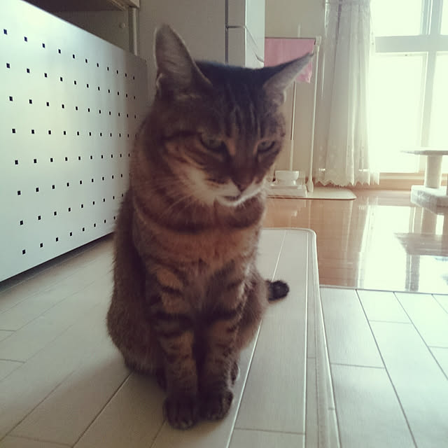 lilyさんの実例写真