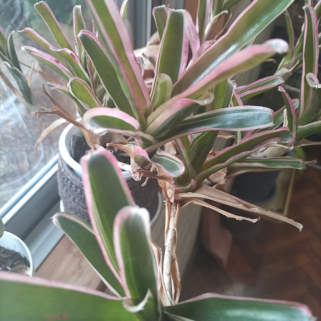 salacocoさんの部屋