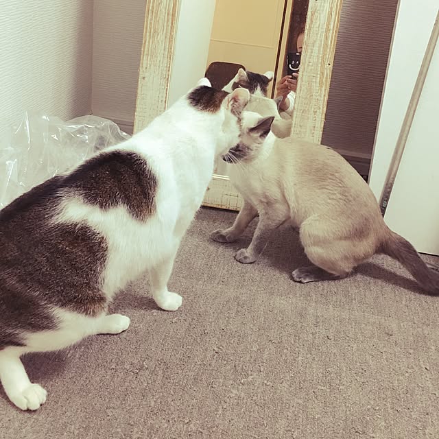 niko-25さんの実例写真