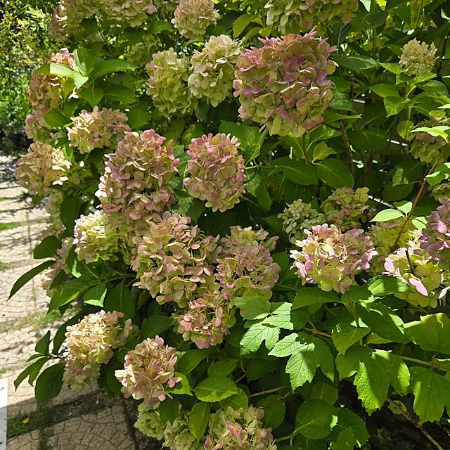 min_nimさんの実例写真