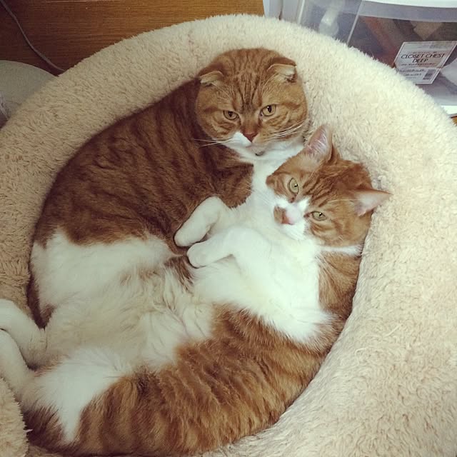 pikkariさんの実例写真