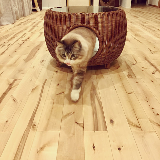 masyacanonさんの実例写真
