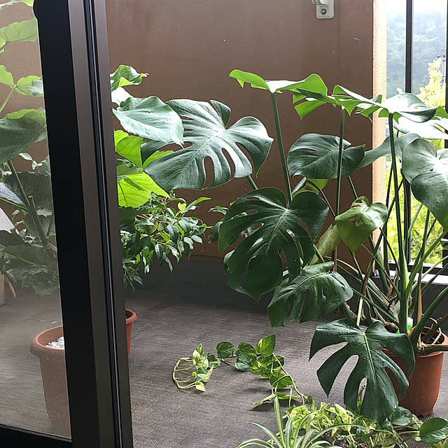 観葉植物/玄関/入り口のインテリア実例 - 2021-12-19 14:25:58