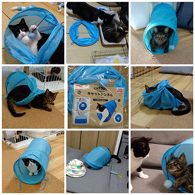 hihaさんの実例写真