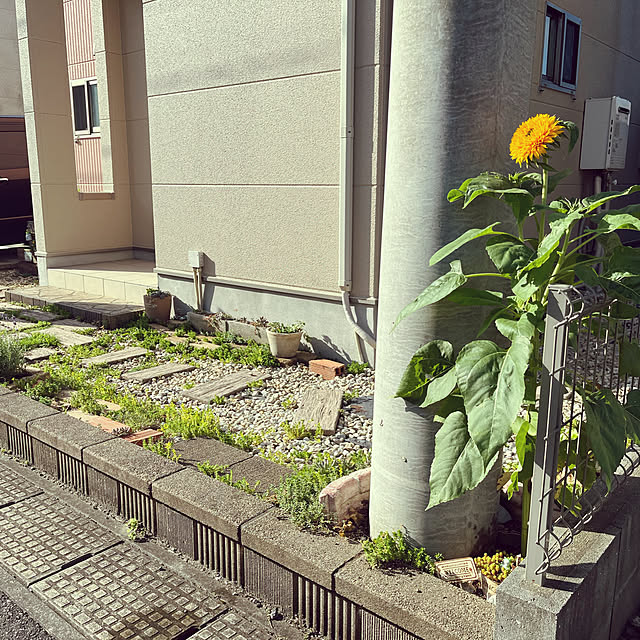 pekoさんの実例写真