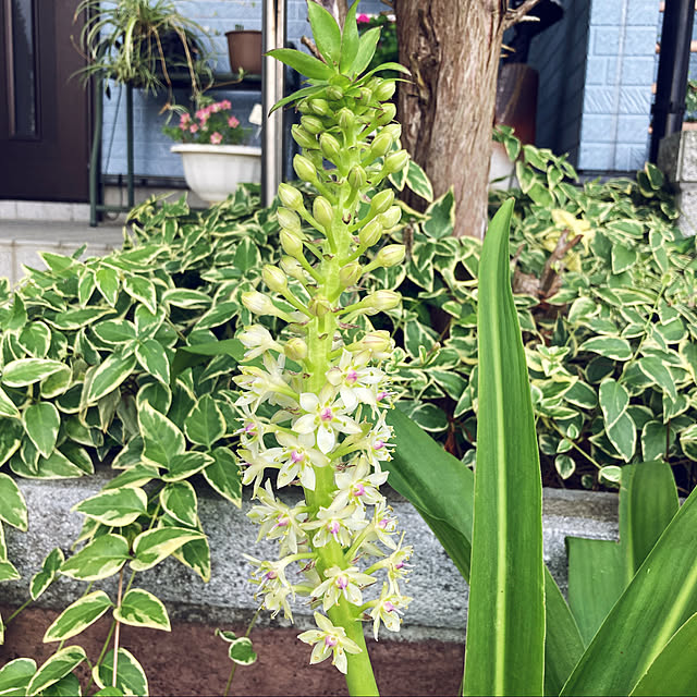 CoCo0617さんの実例写真