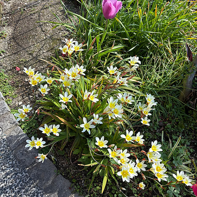 ritsukoさんの実例写真