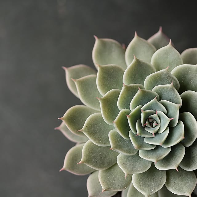 Junk_sweet_Garden_teftefさんの実例写真