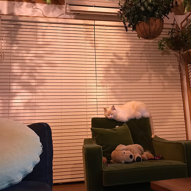 sakurasakuさんの実例写真