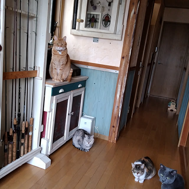 coronさんの実例写真