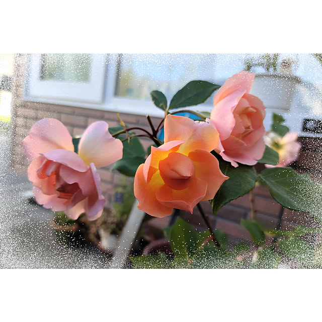 kiraさんの実例写真