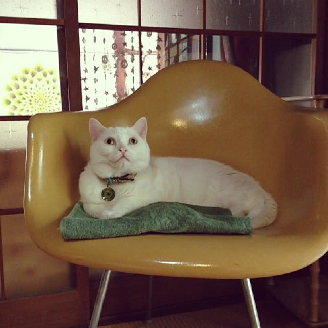 matatabi88さんの実例写真