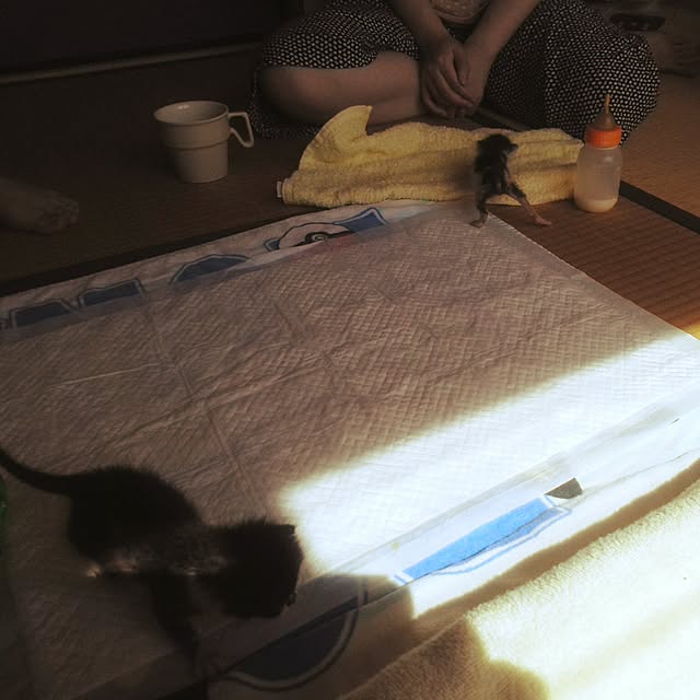 akuakuさんの実例写真